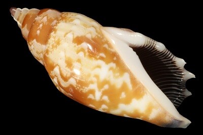 Tridentarius dentatus