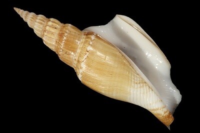 Labiostrombus vittatus