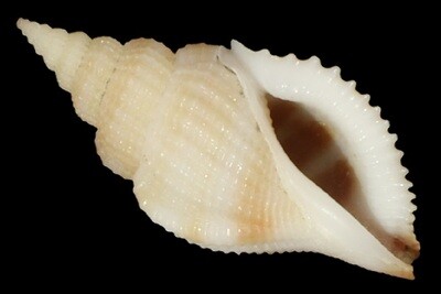 Varicospira crispata