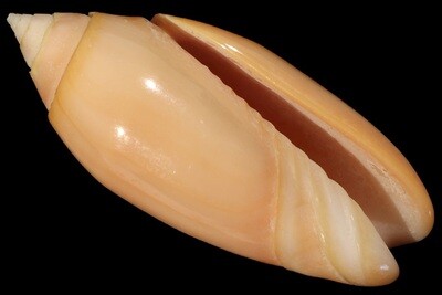 Oliva amthystina f. carnicolor