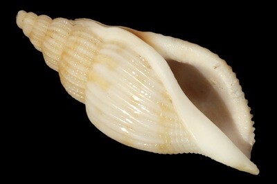 Varicospira cancellata