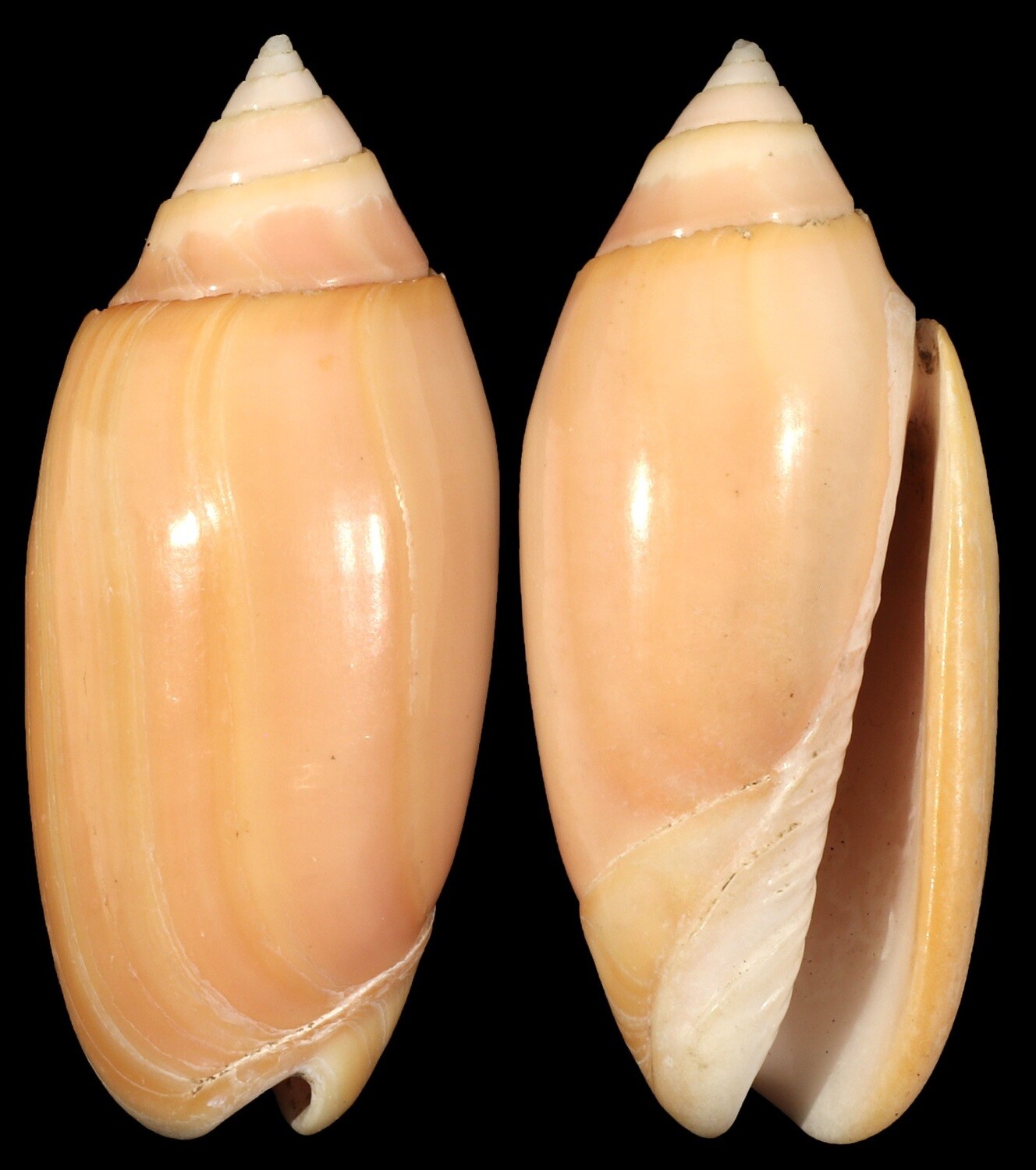 Oliva amethystina &quot;carnicolor&quot; - 50+ mm