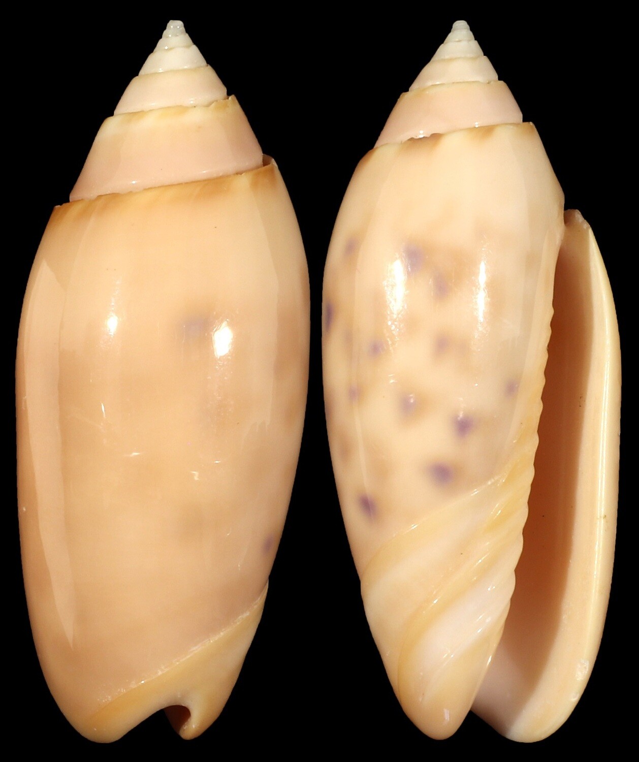 Oliva amethystina &quot;carnicolor&quot;