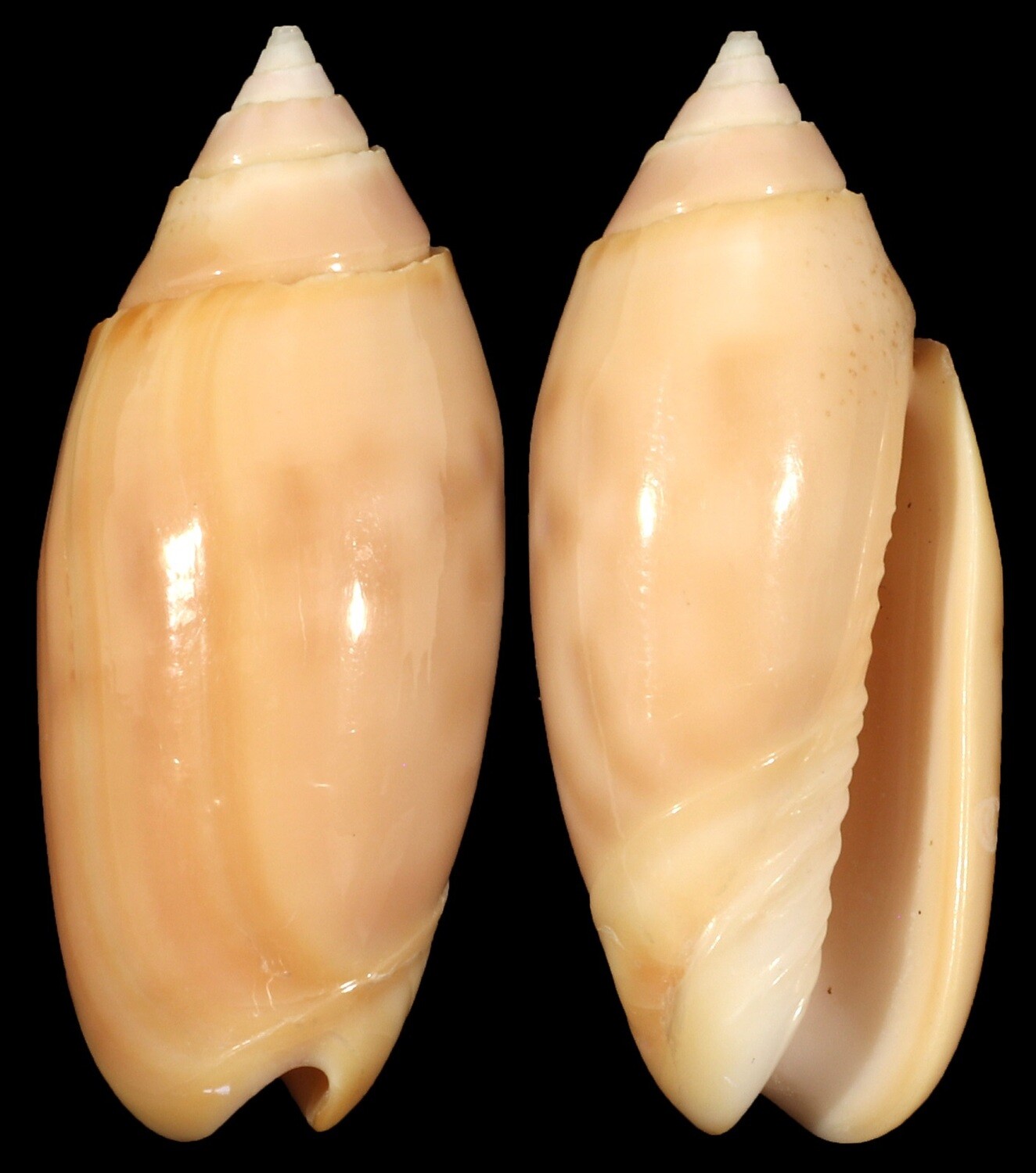 Oliva amethystina &quot;carnicolor&quot;