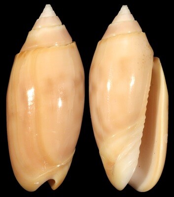 Oliva amethystina &quot;carnicolor&quot;