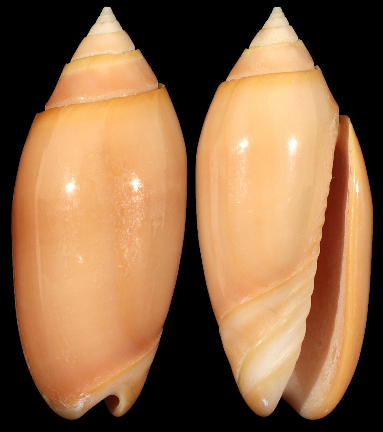 Oliva amethystina &quot;carnicolor&quot;