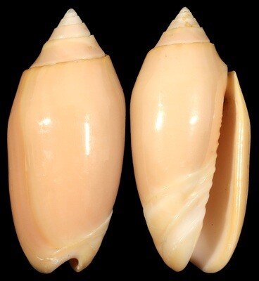 Oliva amethystina &quot;carnicolor&quot;