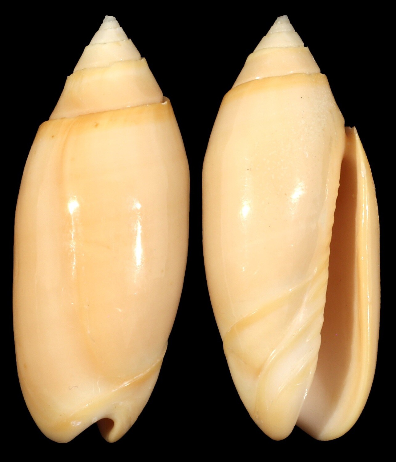 Oliva amethystina "carnicolor"