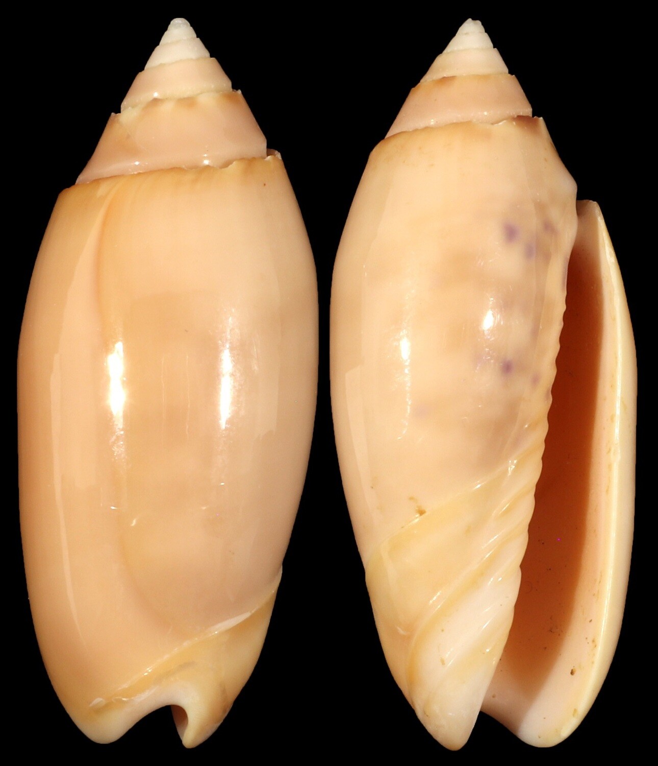Oliva amethystina &quot;carnicolor&quot;