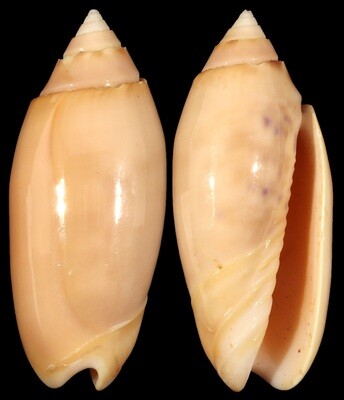 Oliva amethystina &quot;carnicolor&quot;