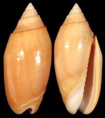 Oliva amethystina &quot;carnicolor&quot;