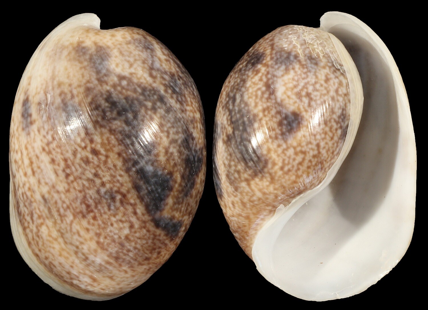Bulla ampulla