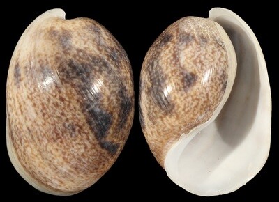 Bulla ampulla