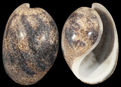 Bulla ampulla