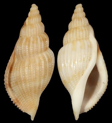 Varicospira cancellata