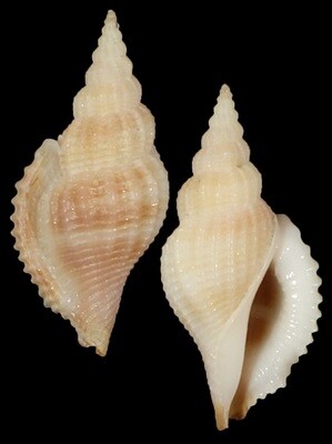Varicospira crispata