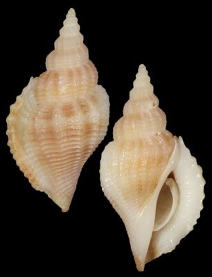 Varicospira crispata