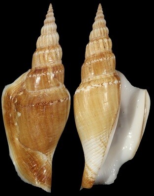 Doxander vittatus