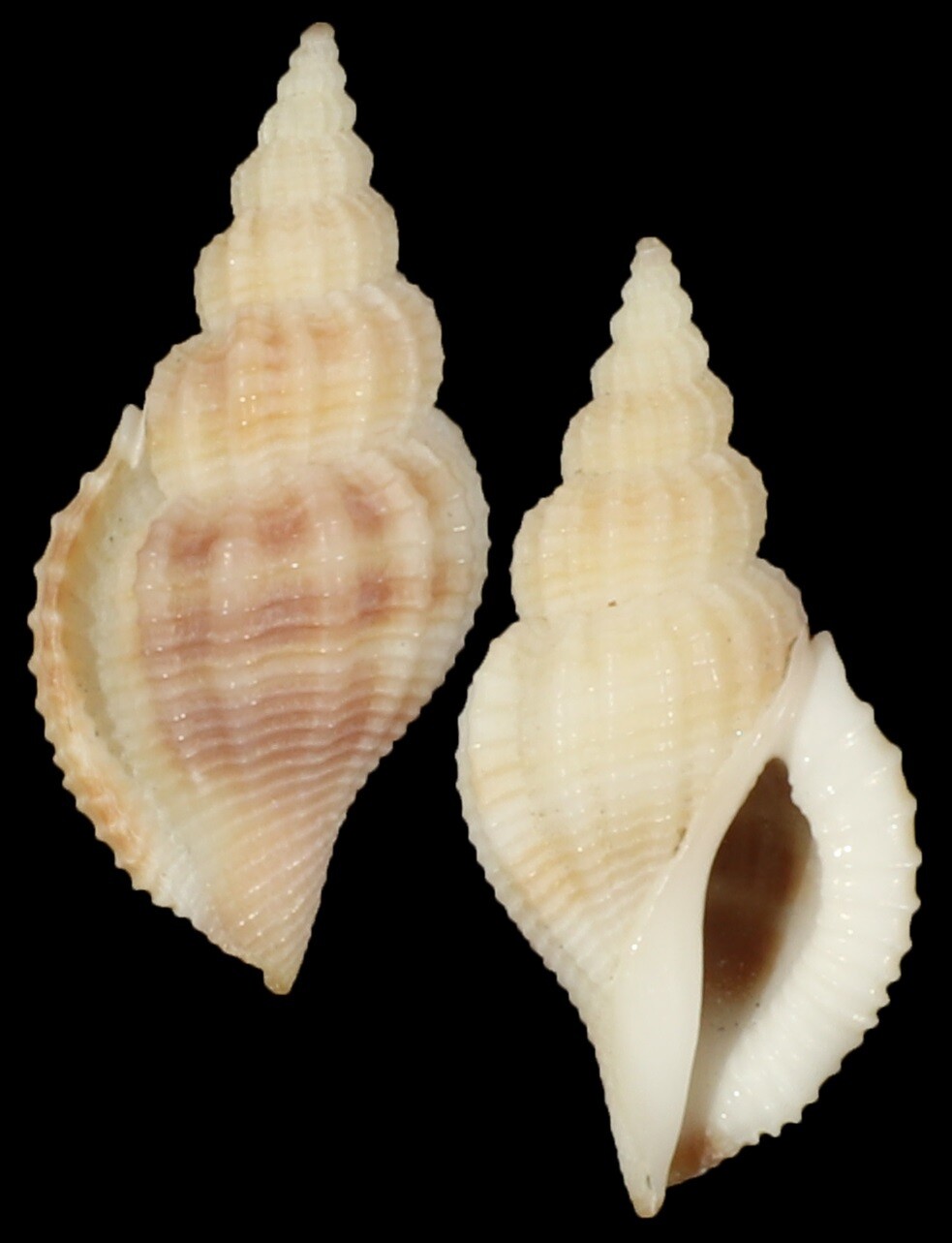 Varicospira crispata