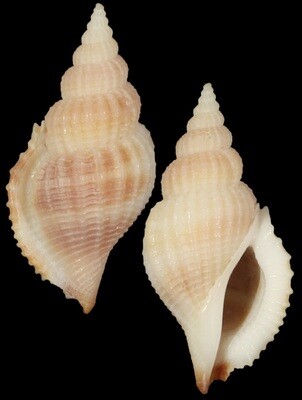 Varicospira crispata