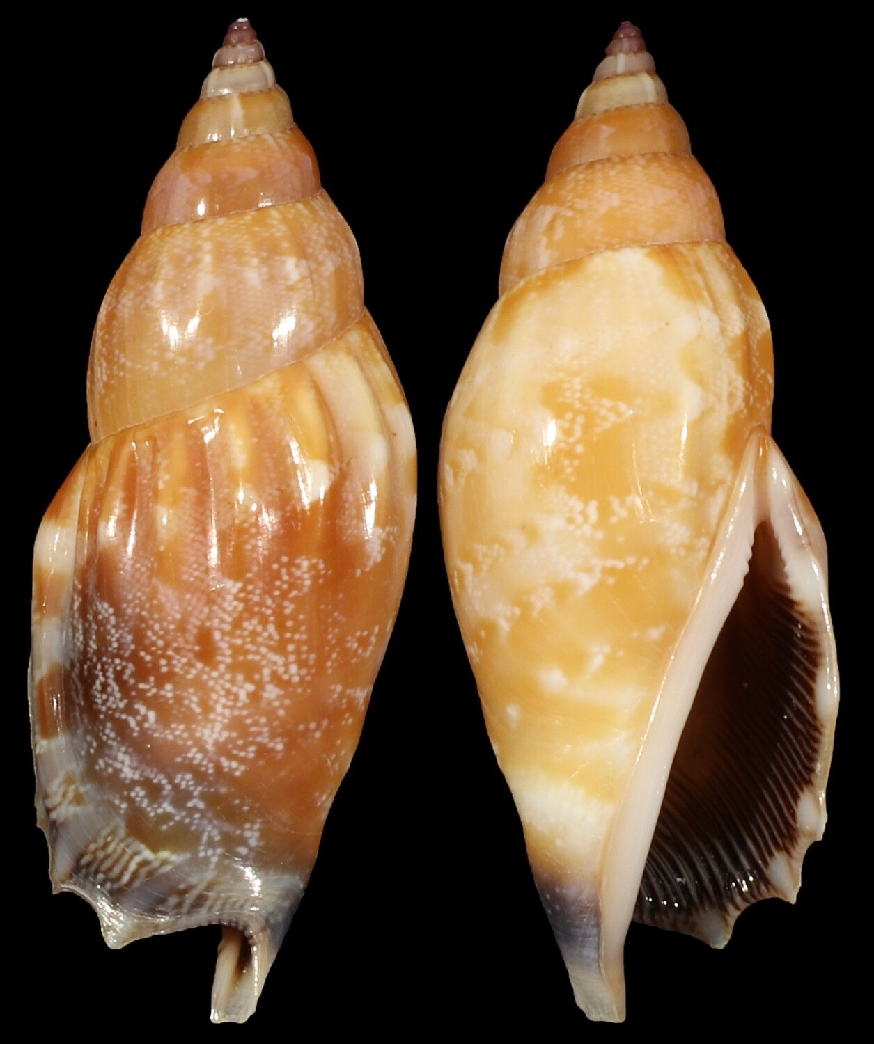 Tridentarius dentatus