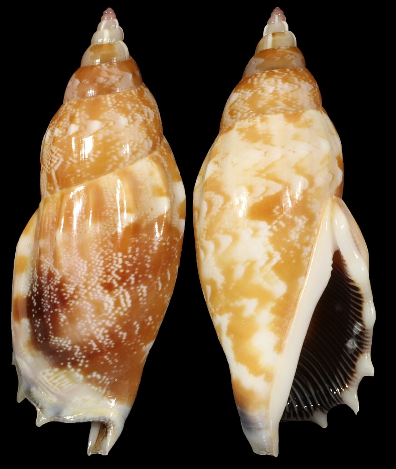Tridentarius dentatus