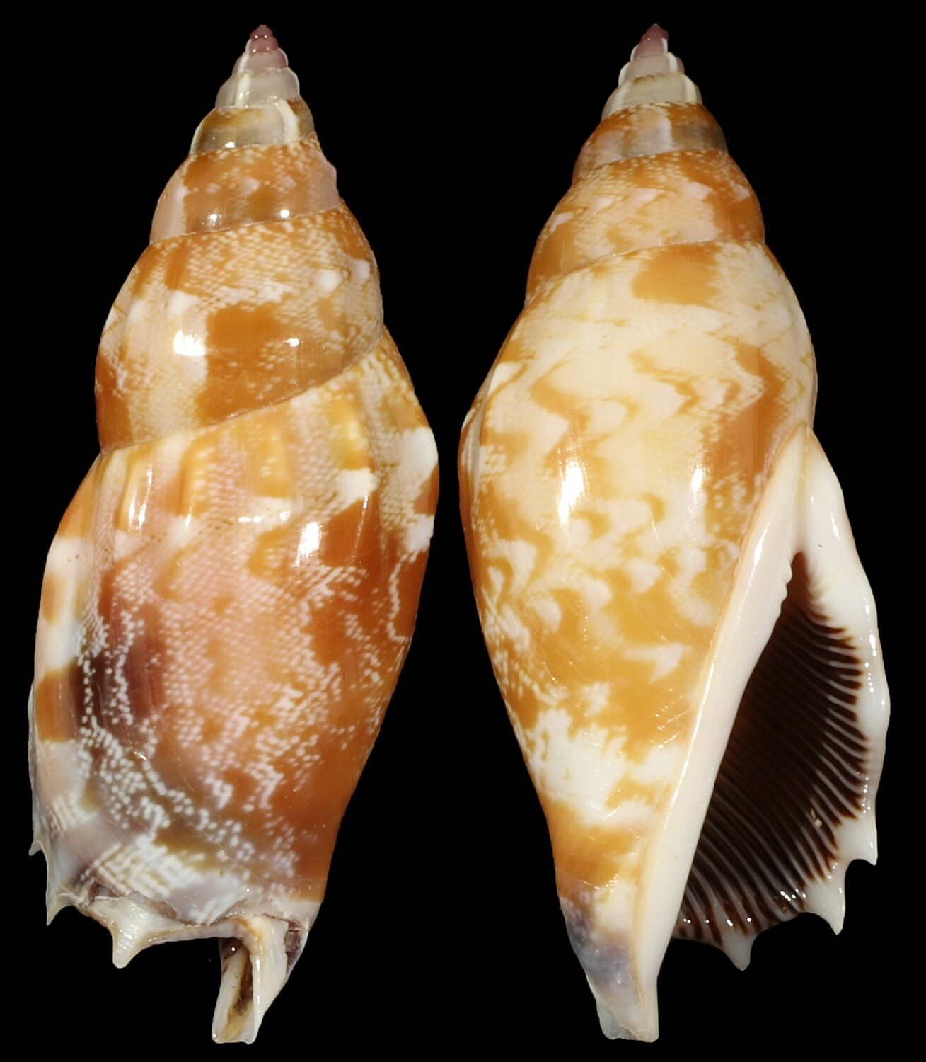 Tridentarius dentatus