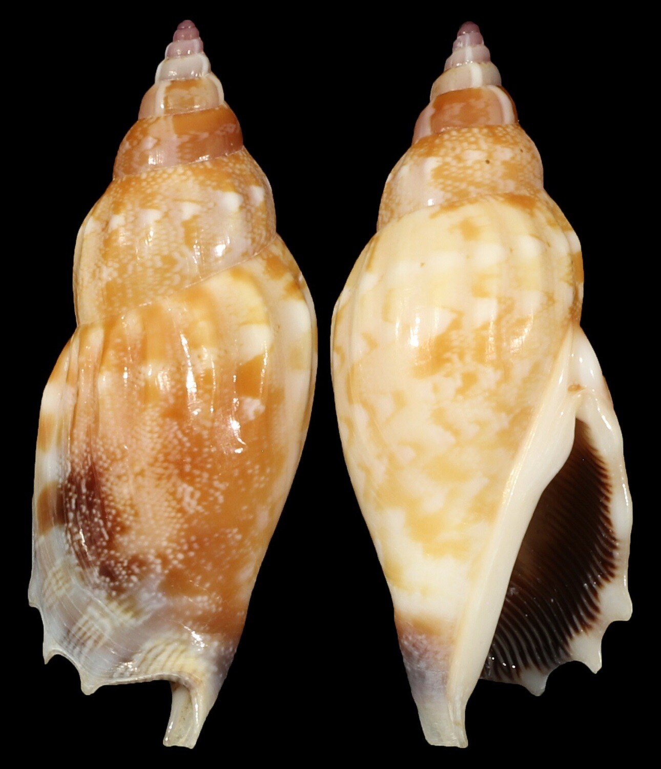 Tridentarius dentatus