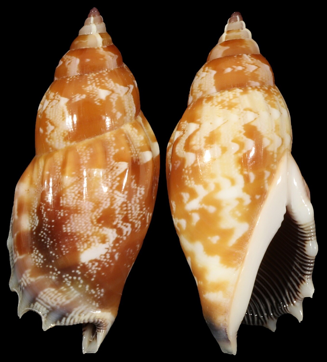 Tridentarius dentatus