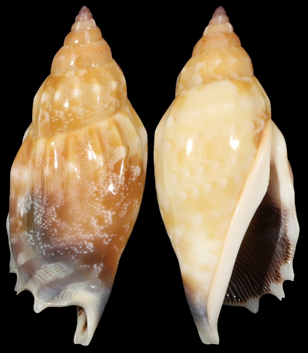 Tridentarius dentatus