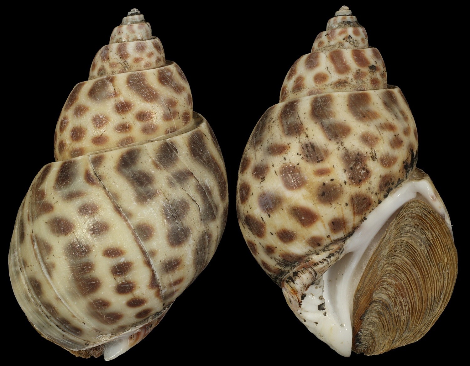 Babylonia borneensis