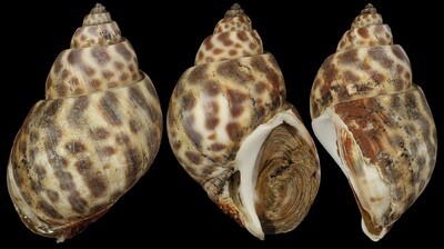 Babylonia borneensis