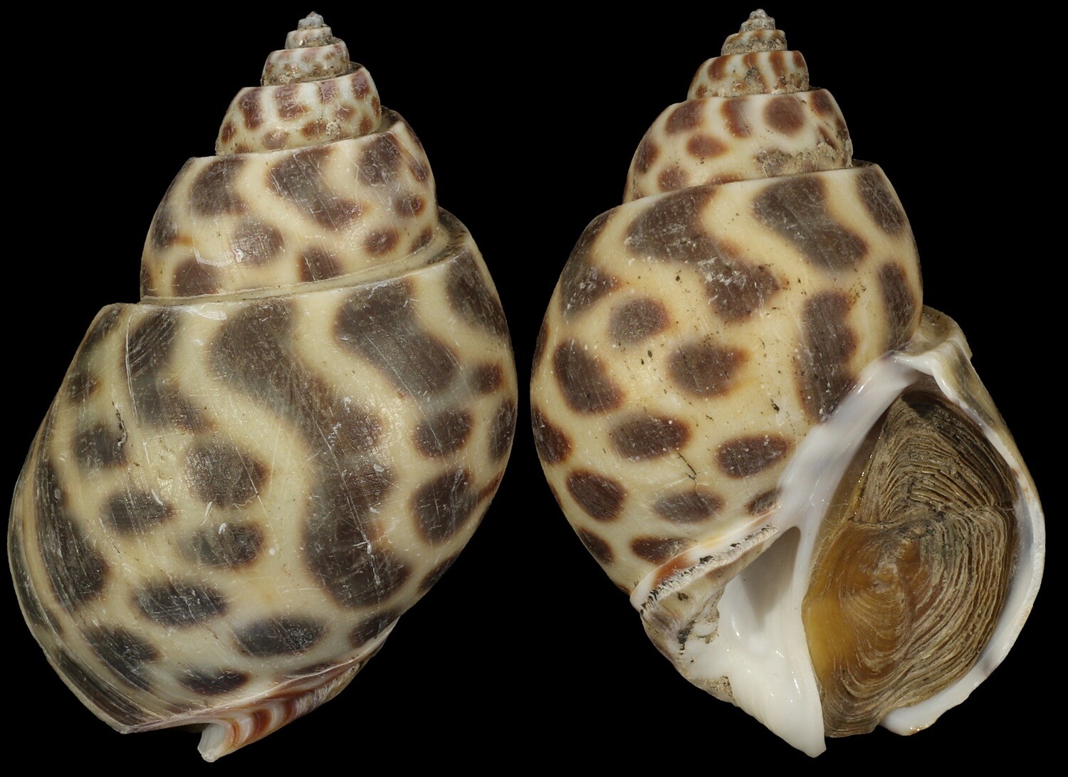 Babylonia borneensis