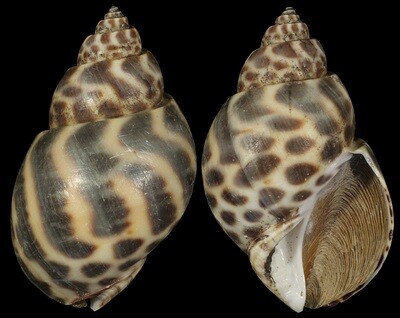 Babylonia borneensis