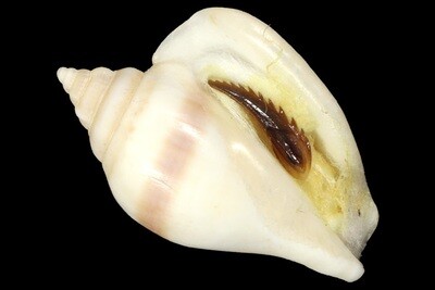 Labiostrombus taeniatus