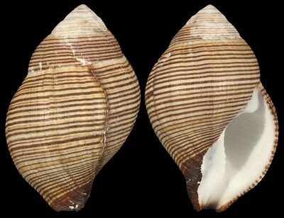 Latirolagena smaragdulus