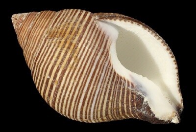 Latirolagena smaragdulus