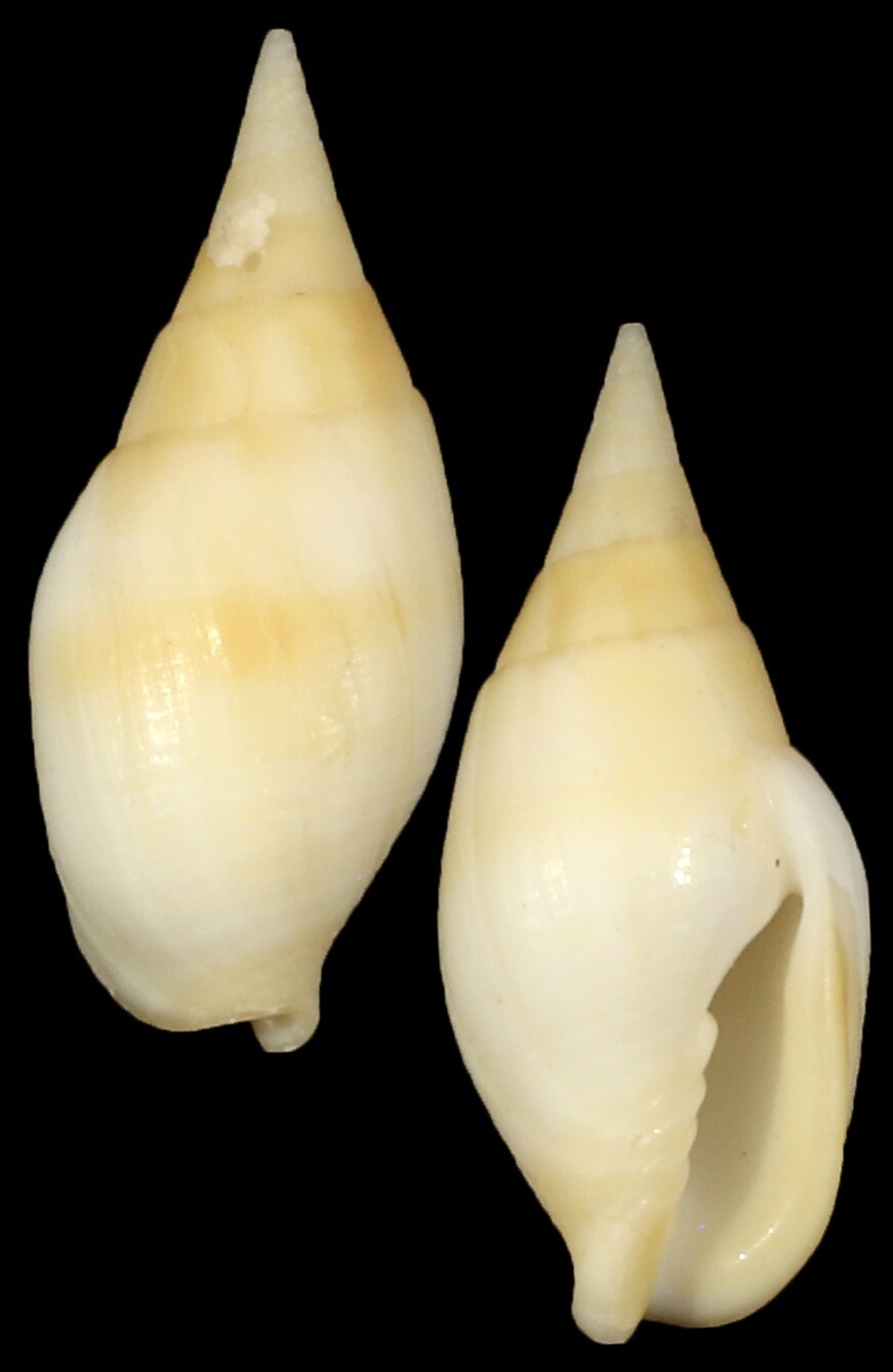 Nebularia acuminata