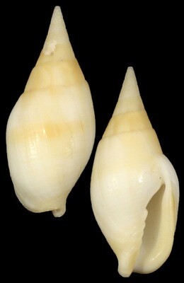 Nebularia acuminata