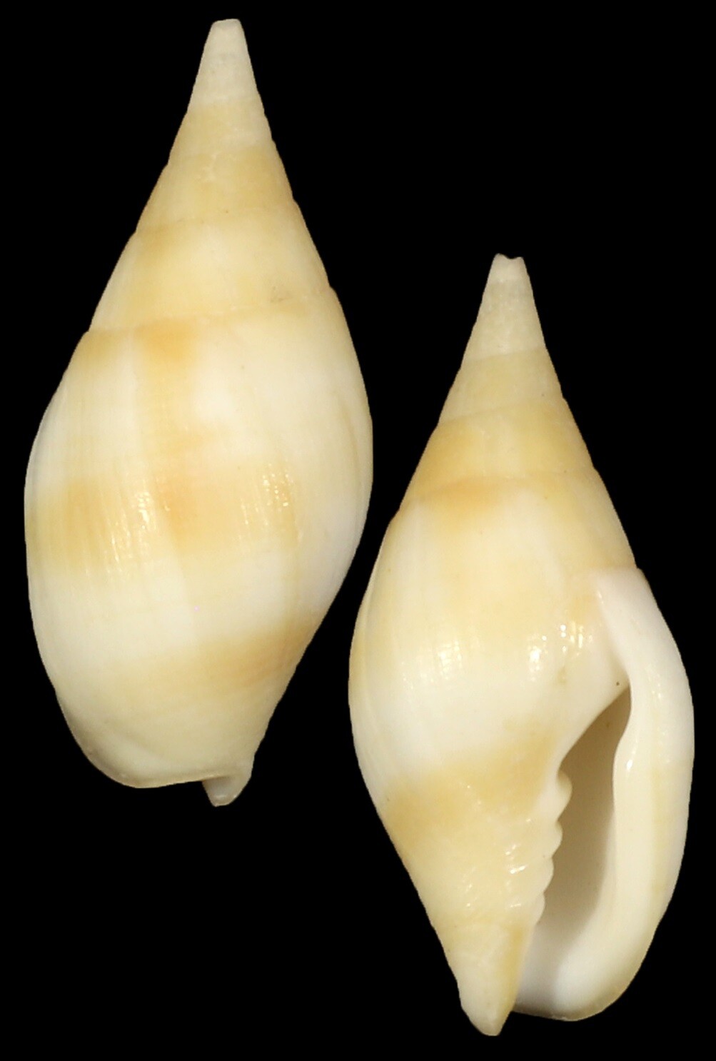 Nebularia acuminata