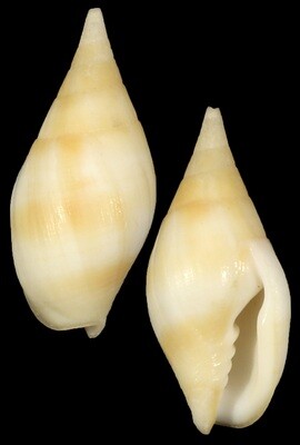 Nebularia acuminata