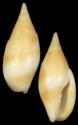 Nebularia acuminata