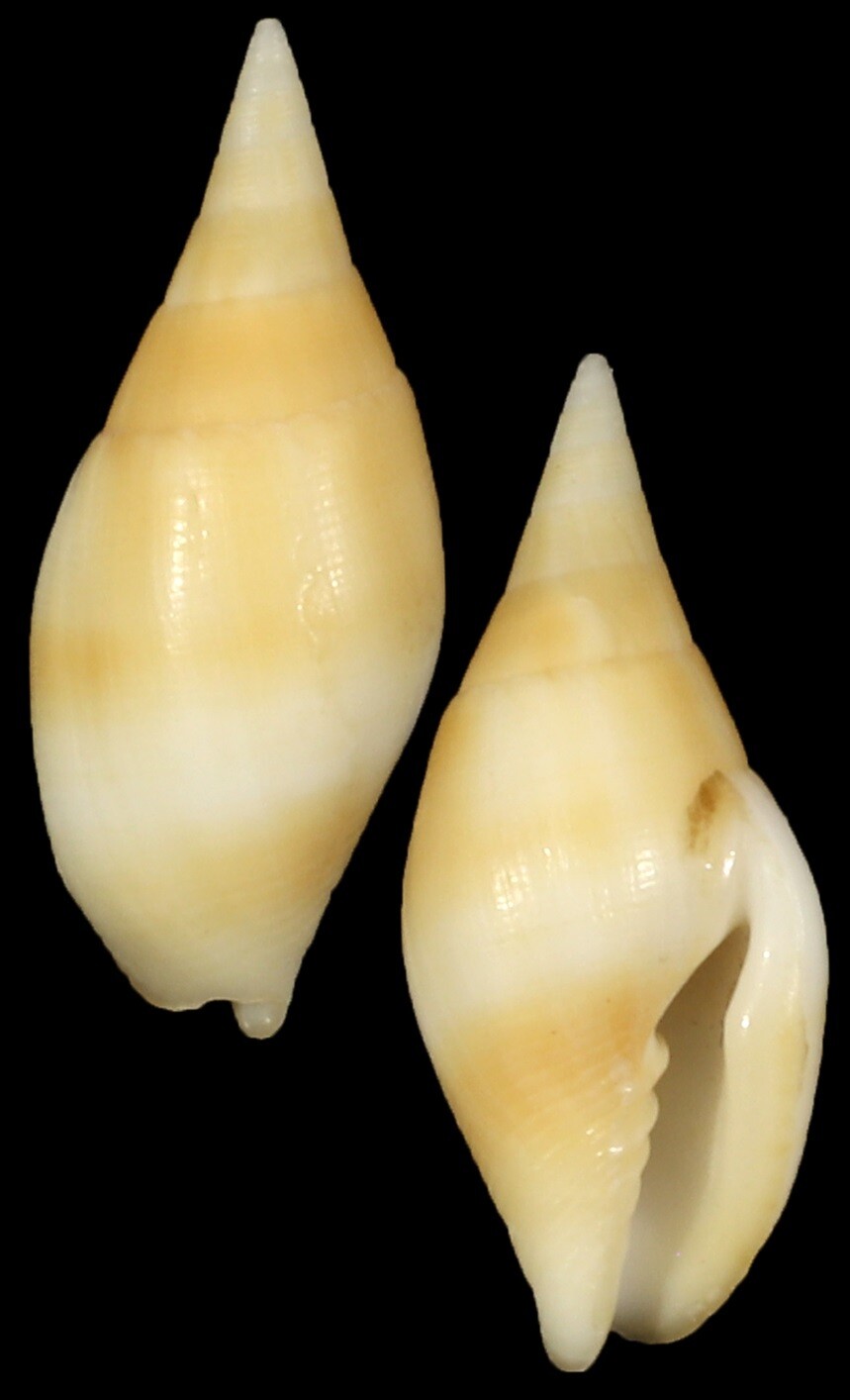 Nebularia acuminata
