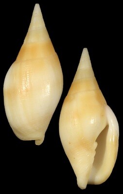 Nebularia acuminata