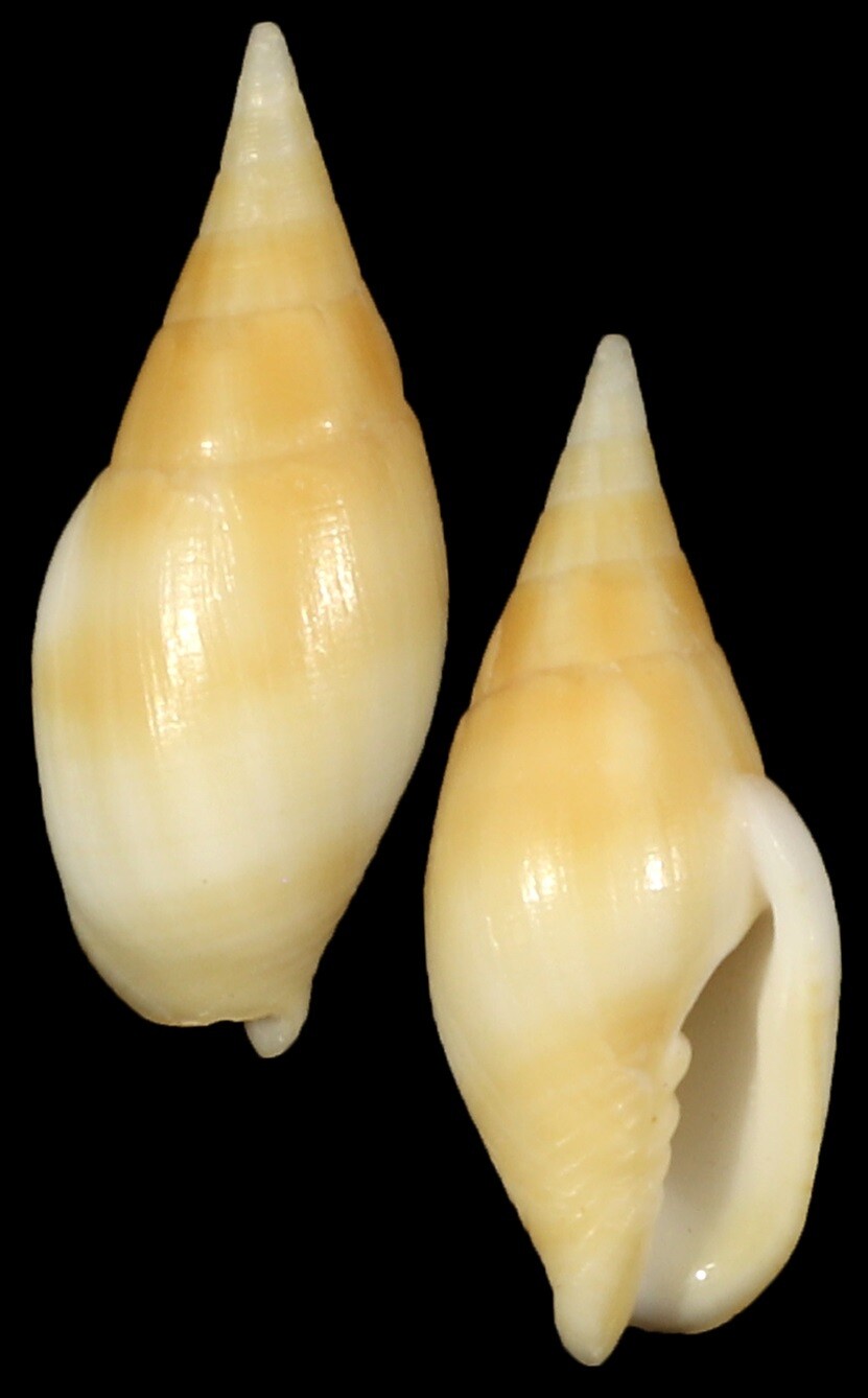 Nebularia acuminata