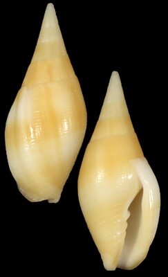 Nebularia acuminata