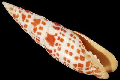 Mitridae