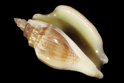 Ministrombus minimus