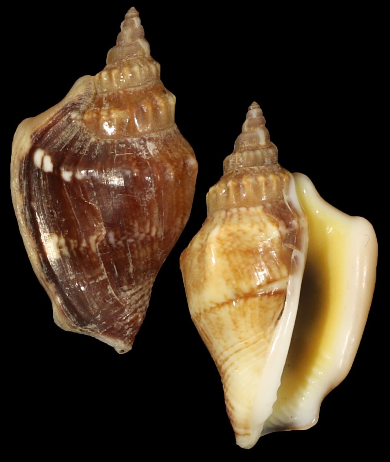 Ministrombus minimus