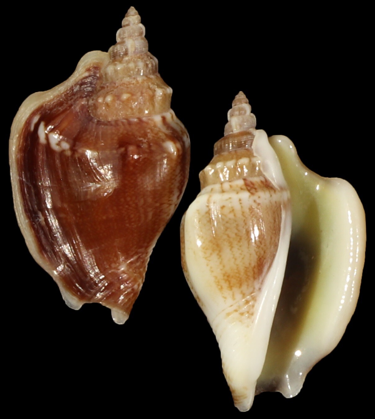 Ministrombus minimus